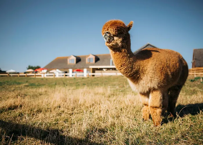 Glamping At Macdonald\'S Farm