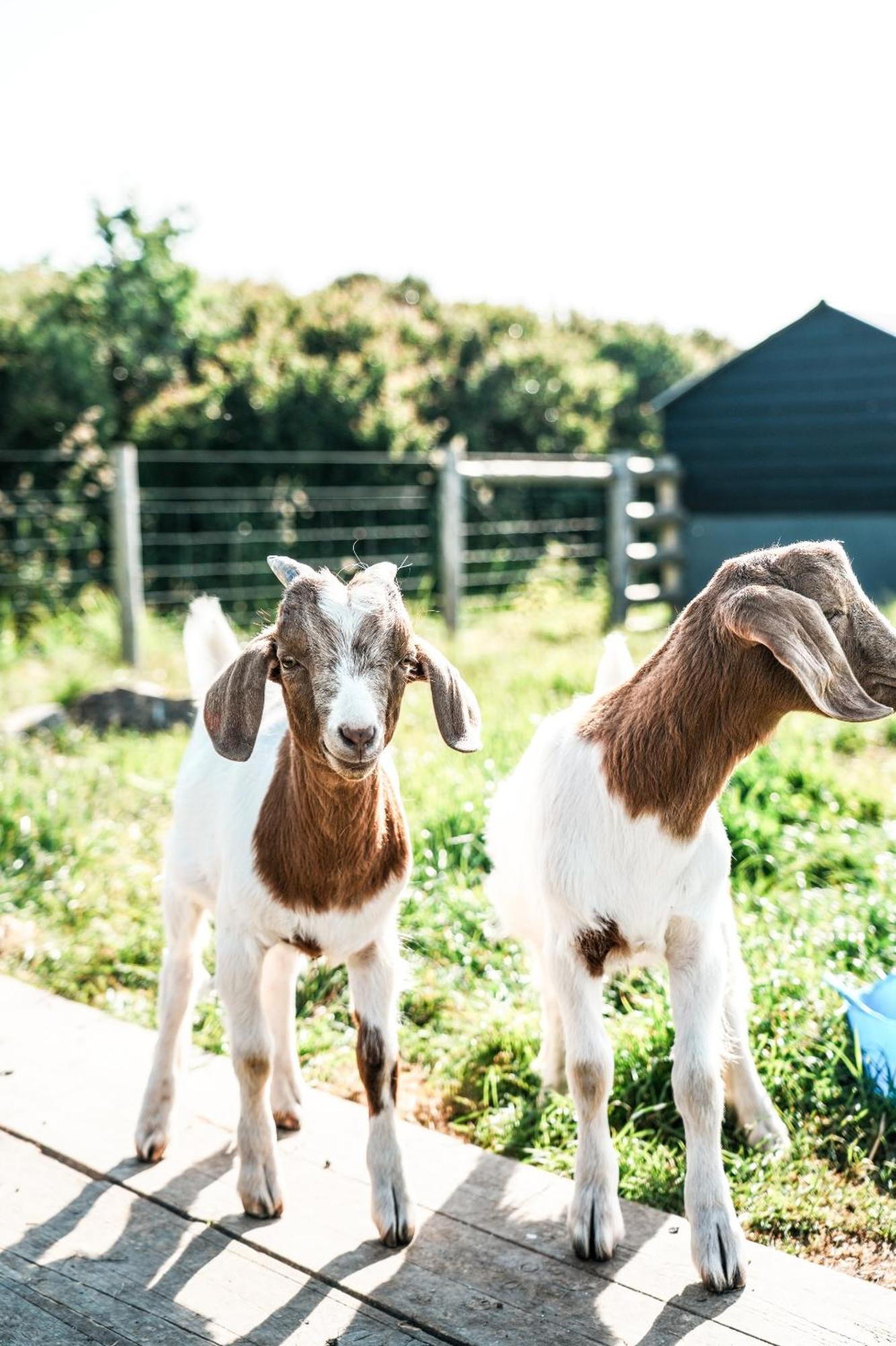 Tente de luxe Glamping At Macdonald's Farm