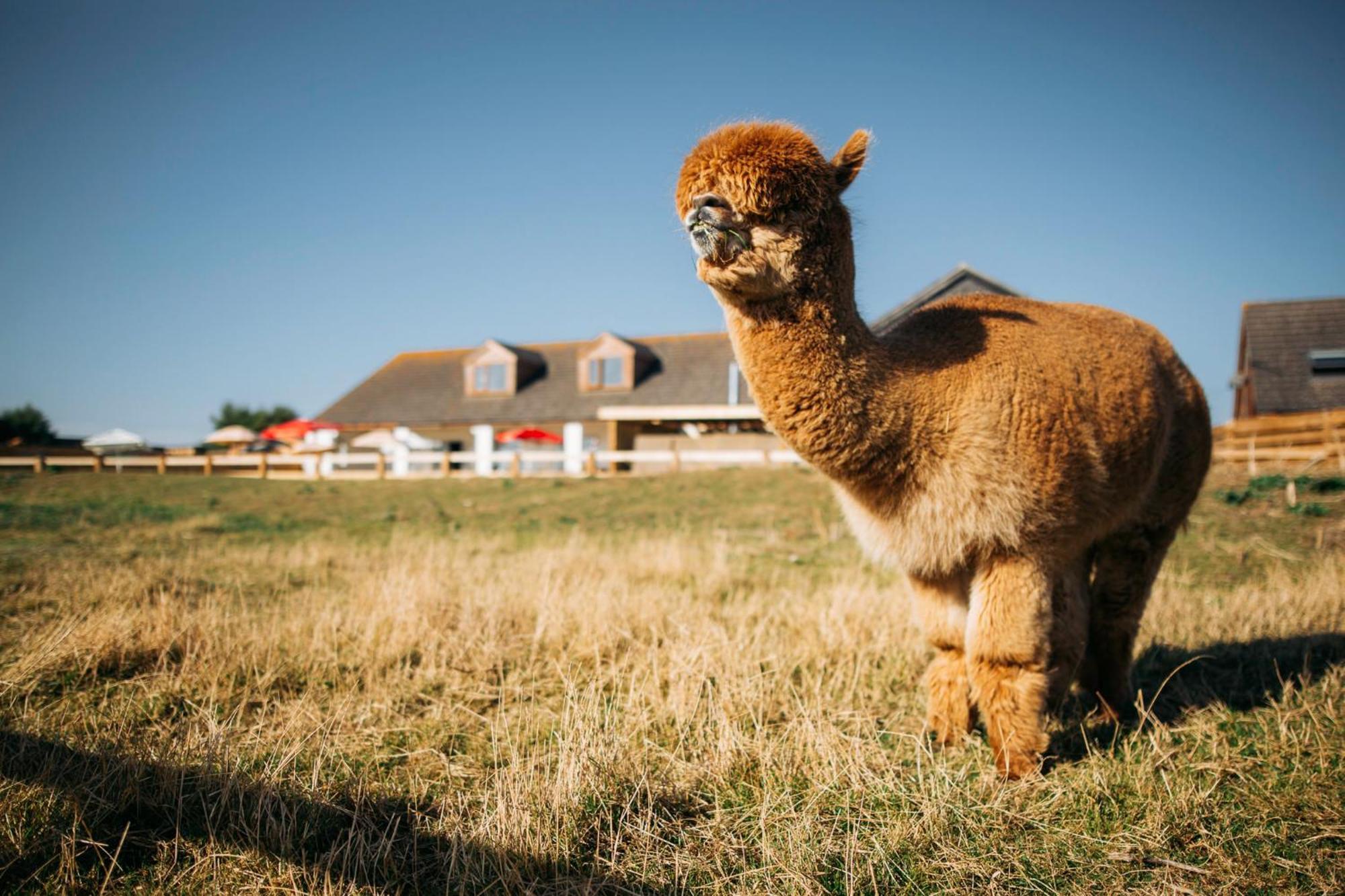Glamping At Macdonald's Farm * Saint Ervan